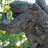 004 Treebeard Bust