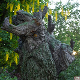 003 Treebeard Bust