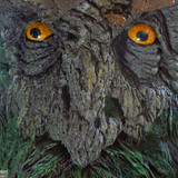007 Treebeard Bust