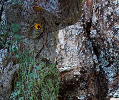 010 Treebeard Bust.jpg