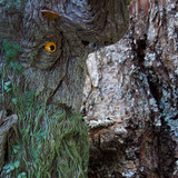 010 Treebeard Bust