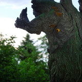 008 Treebeard Bust