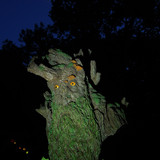 018 Treebeard Bust