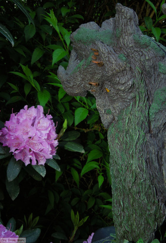 012 Treebeard Bust.jpg