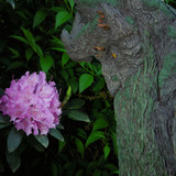 012 Treebeard Bust