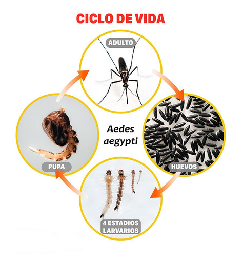 ciclo vida aedes.jpg
