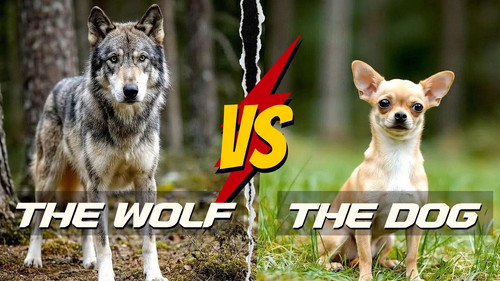 wolf vs dog.jpg