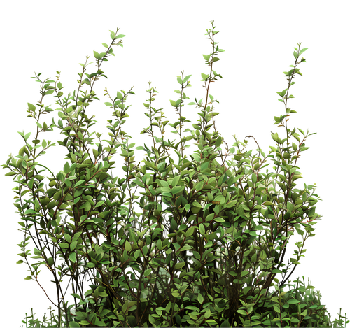 vines grass.png