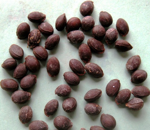 28 pointed gourd seeds for plant.jpg