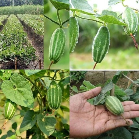 27 potol seed ibains original im.jpg