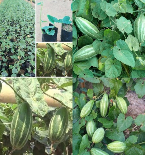 30 parwal seeds for home garden.jpg