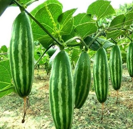 15 pointed gourd seeds parwal se.jpg