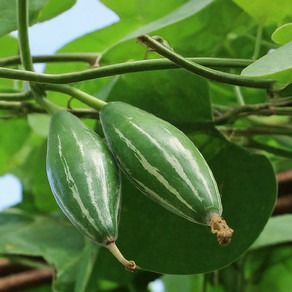 20 pointed gourd seeds greensea.jpg