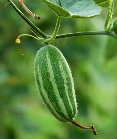 17 bdsv2pointed gourd seeds for.jpg