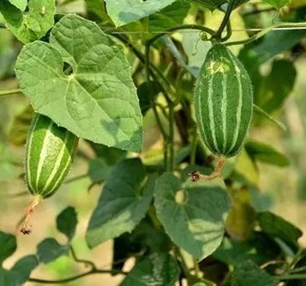 38 pointed gourd seeds parwal se.jpg