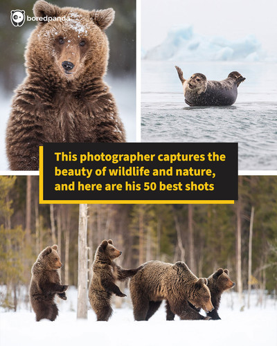 nature wildlife photography.jpg