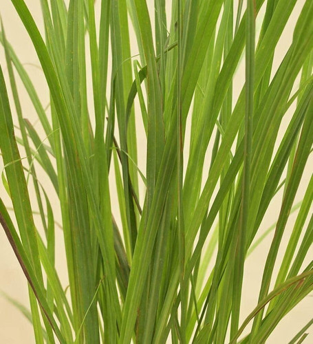 ugaoo lemon grass natural live i.jpg