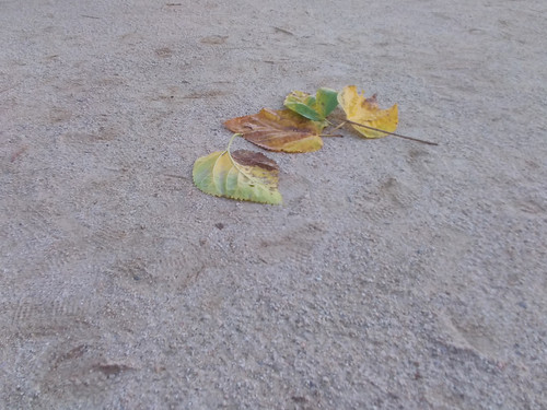 IMG 20250922 084635.jpg