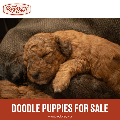 Doodle Puppies for Sale.jpg