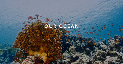 Jz U2 MsYOPb707X.jpg