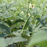 71SEzCxbK3L. AC SL1500 