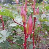 71n3w2WZpBL. AC SL1500 