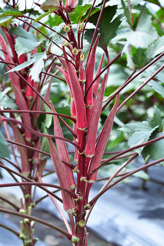 91kS2ifT 4L. AC SL1500 .jpg