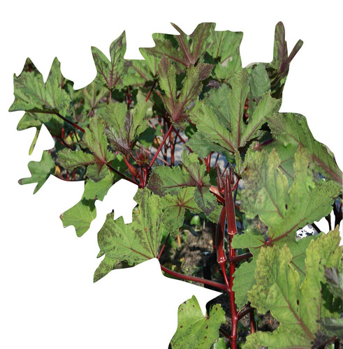 71qyeqrxiWL. SL1498 .jpg