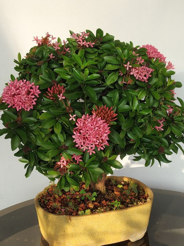 Ixora Bonsai with pink flowers.jpg