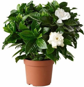 no perennial yes gandhraj garden.jpg