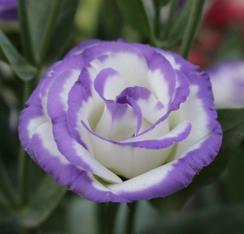 lisianthus 4967631 1920.jpg