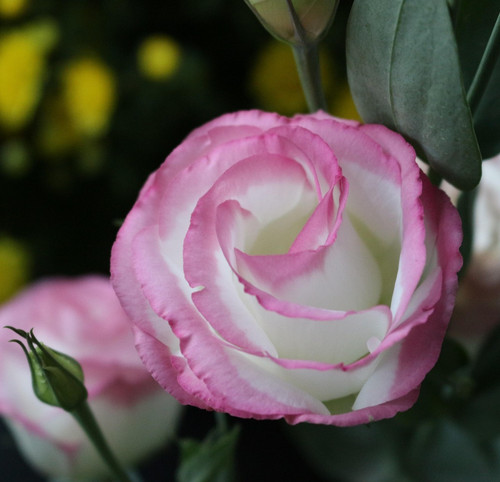 lisianthus 4967632 1920.jpg