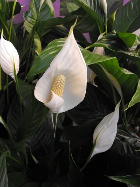 no perennial yes peace lily or s.jpg