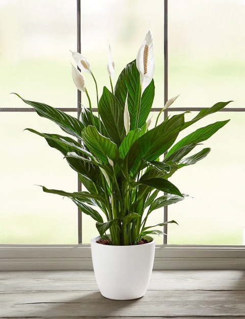 perennial no yes peace lily or s.jpg