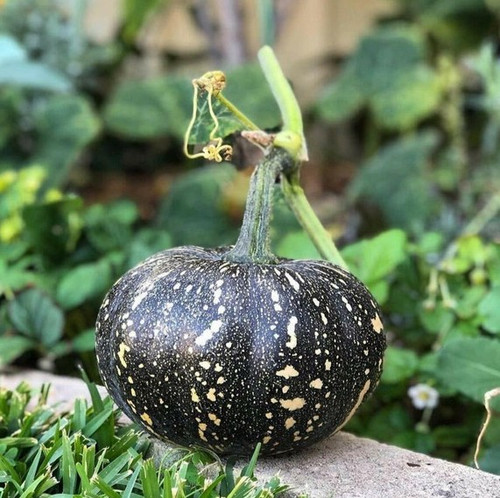 60 kaddu pumpkin f1 hybrid veget.jpg