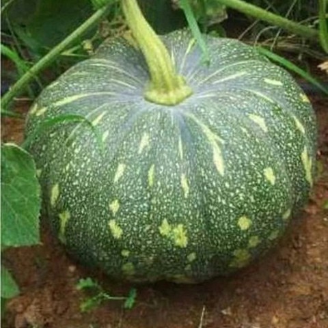50 pamkin 50 per pack sree origi.jpg