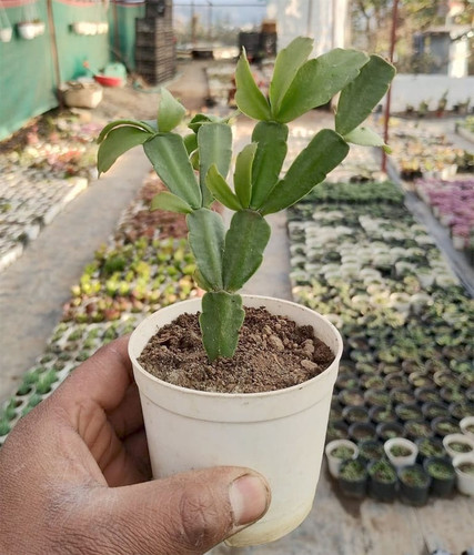 Christmas Cactus Plant 1.jpg