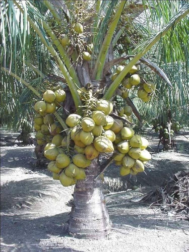 thai coconut plant.jpg