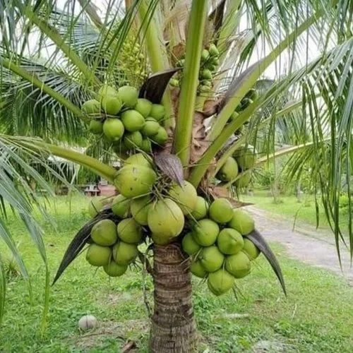 coconut plant 500x500.jpg