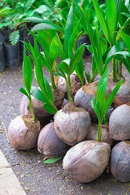 yes annual yes cocos nucifera co.jpg