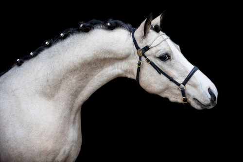 16665088 1379556312066442 9027314045690297681 o.jpg