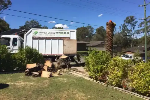 Trusted Tree Removal Parramatta | Fully Licensed and Insured Experts.webp