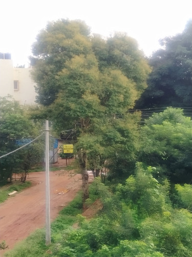 IMG 20210726 074638.jpg