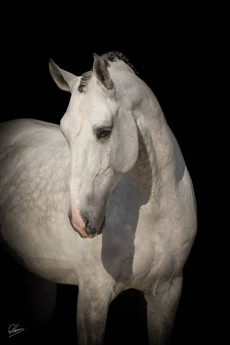 16252417 1344782378875231 723216024267874515 o.jpg