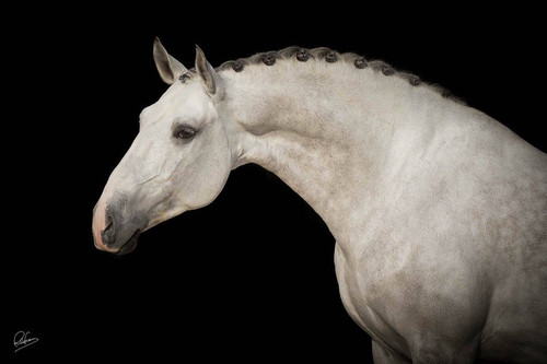 16252287 1344782415541894 5256218227947158431 o.jpg