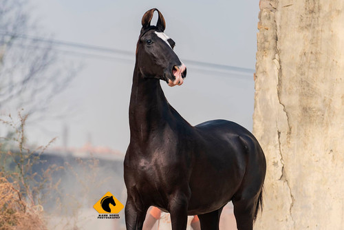 126465570 2828968117340050 4785218498540489333 o.jpg