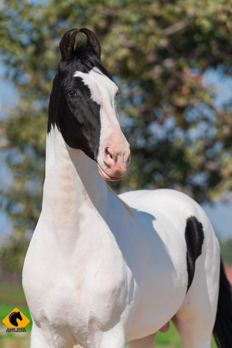 89256859 2596912983878899 4615190784755367936 o.jpg