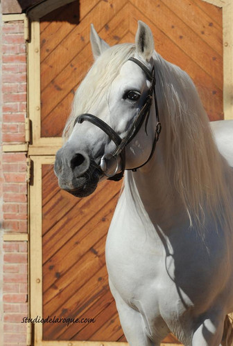 12241667 1013271515359757 3051617053516591224 n.jpg