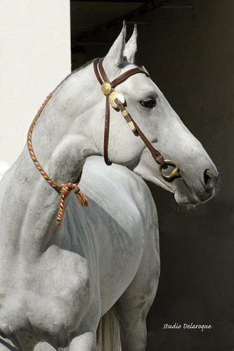 13138922 1103226823030892 3492933968430664279 n.jpg