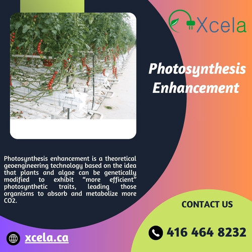 Photosynthesis Enhancement with Xcela Boosting Plant Growth Naturally.jpg